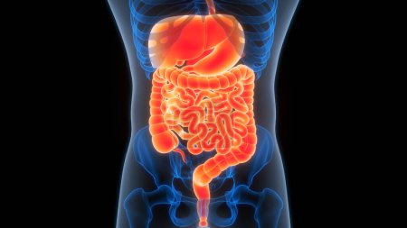Foto de Ilustración de anatomía del sistema digestivo humano. 3D - Imagen libre de derechos