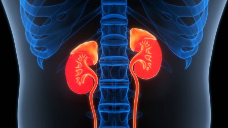 Photo for Human Urinary System Kidneys on background, close up . 3D - Royalty Free Image