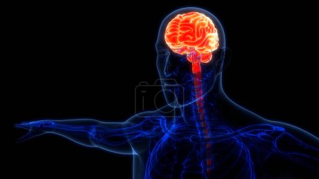 Photo for Central Organ of Human Nervous System Brain Anatomy. 3D - Royalty Free Image