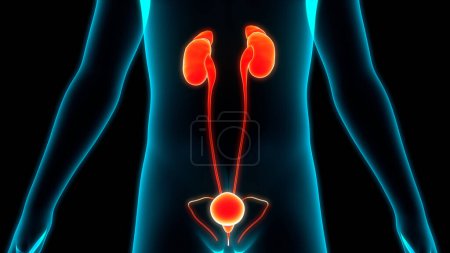 Photo for Human Body Glands Adrenal Gland Anatomy. 3D - Royalty Free Image