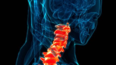 Photo for Spinal Cord Vertebral Column Cervical Vertebrae of Human Skeleton System Anatomy. 3D - Royalty Free Image