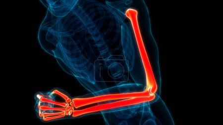 Foto de Sistema esquelético humano Anatomía de las articulaciones óseas a mano. 3D - Imagen libre de derechos