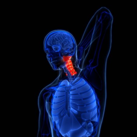 Photo for Spinal Cord Vertebral Column Cervical Vertebrae of Human Skeleton System Anatomy. 3D - Royalty Free Image