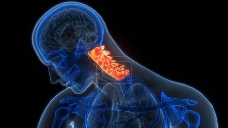 Téléchargez les photos : Colonne vertébrale de la moelle épinière Vertèbres cervicales de l'anatomie du système squelettique humain. 3D - en image libre de droit