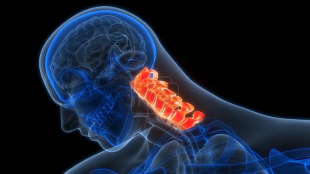 Téléchargez les photos : Colonne vertébrale de la moelle épinière Vertèbres cervicales de l'anatomie du système squelettique humain. 3D - en image libre de droit
