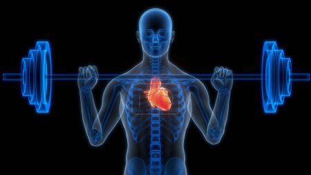 Téléchargez les photos : Système circulatoire humain Anatomie cardiaque Animation Concept. 3D - en image libre de droit