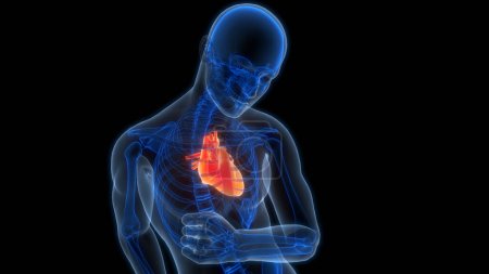 Foto de Human Circulatory System Heart Anatomy Animation Concept (en inglés). 3D - Imagen libre de derechos