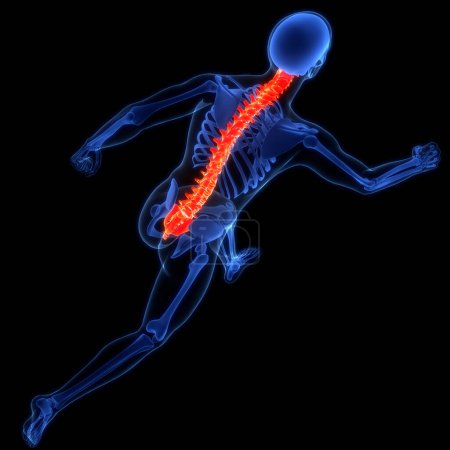 Foto de Columna vertebral de la médula espinal de la anatomía del sistema esquelético humano. 3D - Imagen libre de derechos