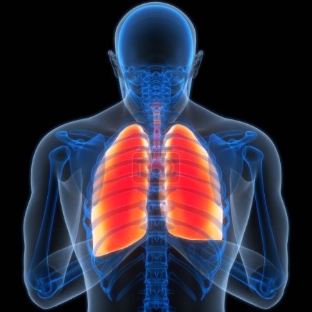 Foto de Sistema Respiratorio Humano Almuerzo Anatomía. 3 d - Imagen libre de derechos