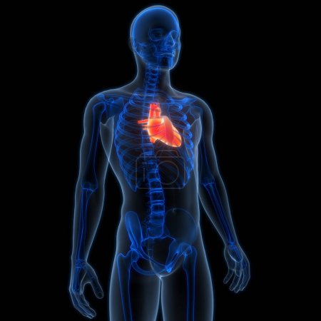 Téléchargez les photos : Système circulatoire humain Anatomie cardiaque Animation Concept. 3D - en image libre de droit