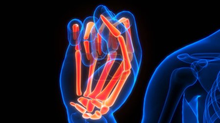 Foto de Sistema esquelético humano huesos de la mano articulaciones anatomía. 3D - Imagen libre de derechos
