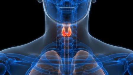 Foto de Human Body Glands Thyroid Gland Anatomy (en inglés). 3D - Imagen libre de derechos