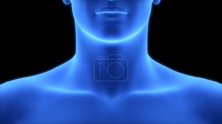 Téléchargez les photos : Anatomie du cou du corps humain sur fond. 3D - en image libre de droit