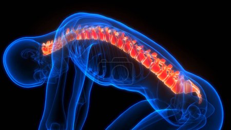 Foto de Columna vertebral de la médula espinal de la anatomía del sistema esquelético humano. 3D - Imagen libre de derechos