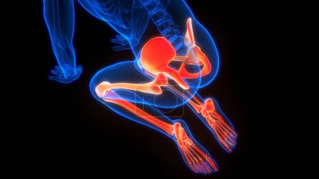 Photo for Human Skeleton System Legs Bones Joints Anatomy. 3D - Illustration - Royalty Free Image