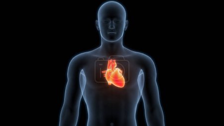 Photo for Human Circulatory System Heart Anatomy Animation Concept. 3D - Royalty Free Image