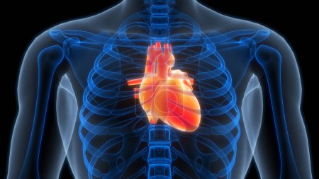 Téléchargez les photos : Anatomie cardiaque humaine en arrière-plan. 3D - en image libre de droit