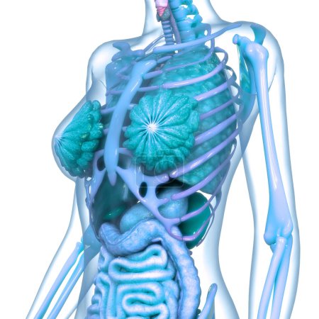 Female Internal Organs Mammary Glands Anatomy. 3D