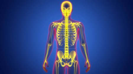 Human Skeleton System Bones Joints Anatomy. 3D