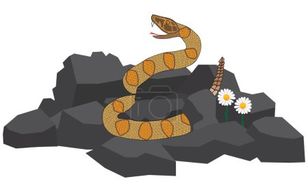 A rattlesnake is slithering around in a pile of rocks