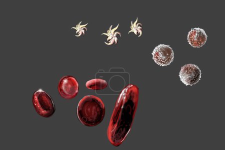 Téléchargez les photos : Illustration de cellules sanguines circulant au microscope - en image libre de droit