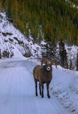 Photo for Bighorn Sheep Walking Down A Snow Covered Road - Royalty Free Image