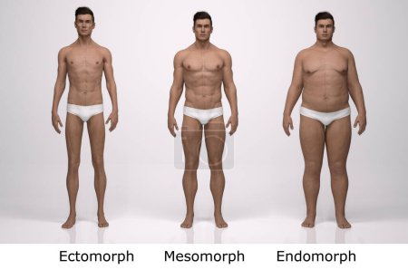 Photo for 3D Render : Front view of standing male body type : ectomorph (skinny type), mesomorph (muscular type), endomorph(heavy weight type) - Royalty Free Image