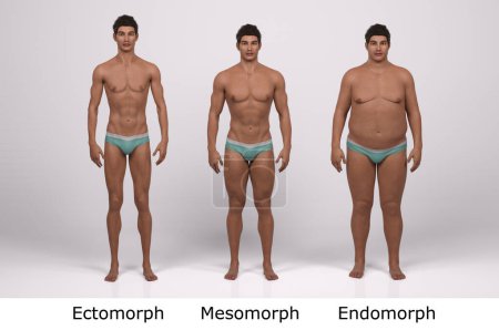 3D Render : Vue de face du corps masculin debout : ectomorphe (type maigre), mésomorphe (type musculaire), endomorphe (type lourd))