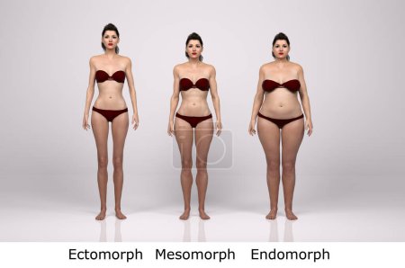 3D Render: Vista frontal del tipo de cuerpo femenino de pie ilustración: ectomorfo (tipo delgado), mesomorfo (tipo muscular), endomorfo (tipo de peso pesado)