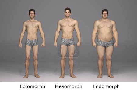 3D Render: Vista frontal del tipo de cuerpo masculino de pie: ectomorfo (tipo delgado), mesomorfo (tipo muscular), endomorfo (tipo de peso pesado))