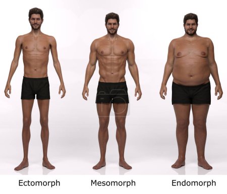 Téléchargez les photos : 3D Render : Vue de face du corps masculin debout : ectomorphe (type maigre), mésomorphe (type musculaire), endomorphe (type lourd)) - en image libre de droit