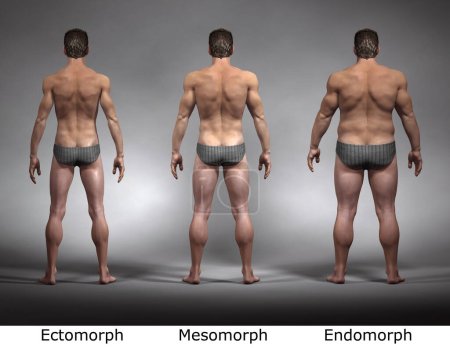 3D Render: Vista frontal del tipo de cuerpo masculino de pie: ectomorfo (tipo delgado), mesomorfo (tipo muscular), endomorfo (tipo de peso pesado))