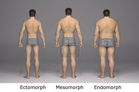 3D Render : Front view of standing male body type : ectomorph (skinny type), mesomorph (muscular type), endomorph(heavy weight type)