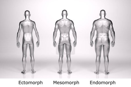 Téléchargez les photos : 3D Render : Vue de face du corps masculin debout : ectomorphe (type maigre), mésomorphe (type musculaire), endomorphe (type lourd)) - en image libre de droit