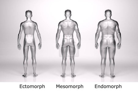 Photo for 3D Render : Front view of standing male body type : ectomorph (skinny type), mesomorph (muscular type), endomorph(heavy weight type) - Royalty Free Image