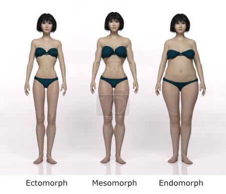Photo for 3D Render : Front view of standing female body type illustration : ectomorph (skinny type), mesomorph (muscular type), endomorph(heavy weight type) - Royalty Free Image