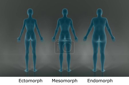 Téléchargez les photos : 3D Render : Vue arrière du corps féminin debout illustration de type : ectomorphe (type maigre), mésomorphe (type musculaire), endomorphe (type lourd)) - en image libre de droit