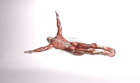 Photo for 3D Render : a diving male body illustration with muscle tissues display, - Royalty Free Image