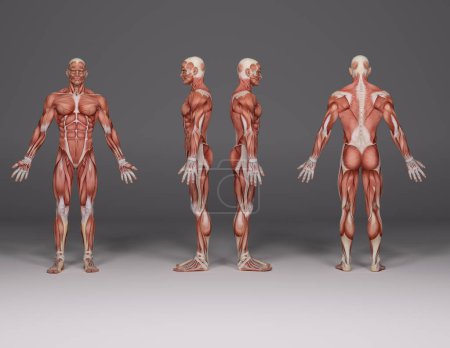 3D Render : a standing male body illustration with muscle tissues display,