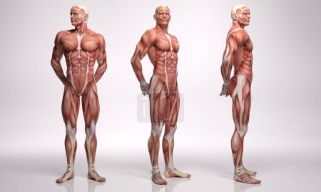 Photo for 3D Render : a standing male body illustration with muscle tissues display, - Royalty Free Image