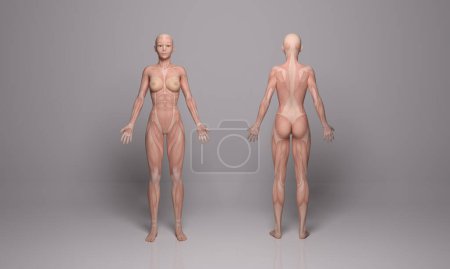 Photo for 3D Render : a standing female body illustration with muscle tissues display - Royalty Free Image