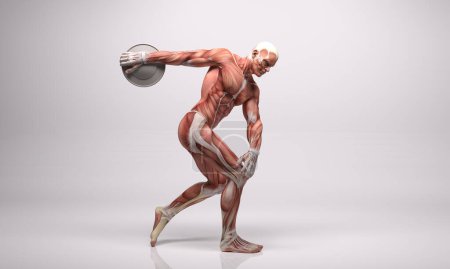 Photo for 3D Render : a standing male body illustration with muscle tissues display, discus throwing posing - Royalty Free Image