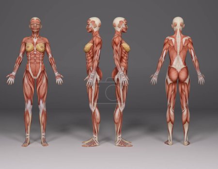 3D Render : a standing female body illustration with muscle tissues display