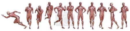 Photo for 3D Render : a standing male body illustration with muscle tissues display, isolated - Royalty Free Image