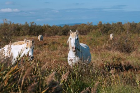 Photo for White Camargue horses in the south of France. Horses raised in freedom in the middle of the Camargue bulls in the ponds of Camargue. Trained to be ridden by gardians. - Royalty Free Image