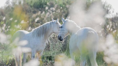 Photo for White Camargue horses in the south of France. Horses raised in freedom in the middle of the Camargue bulls in the ponds of Camargue. Trained to be ridden by gardians. - Royalty Free Image