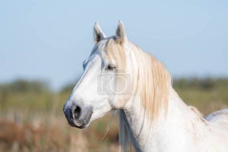 Photo for Close-up of a white Camargue horse in the south of France. Horses raised in the middle of the Camargue bulls in the ponds of the Camargue. Trained to be ridden by gardians. - Royalty Free Image