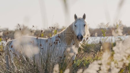 Cheval blanc de Camargue dans le sud de la France. Chevaux levs en libert au milieu des taureaux Camarguais dans les tangs de Camargue. Dresss pour tre monts par des gardians.