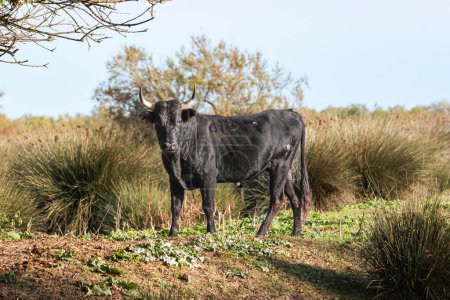 Téléchargez les photos : Jeune taureau camarguais dans le sud de la France. Taureaux élevés dans les étangs de Camargue pour les courses de Camargue. - en image libre de droit