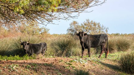 Téléchargez les photos : Jeune taureau camarguais dans le sud de la France. Taureaux élevés dans les étangs de Camargue pour les courses de Camargue. - en image libre de droit